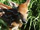 Fawn. Taken May 20, 2009 Backyard strawberry patch by Mike Udelhofen.